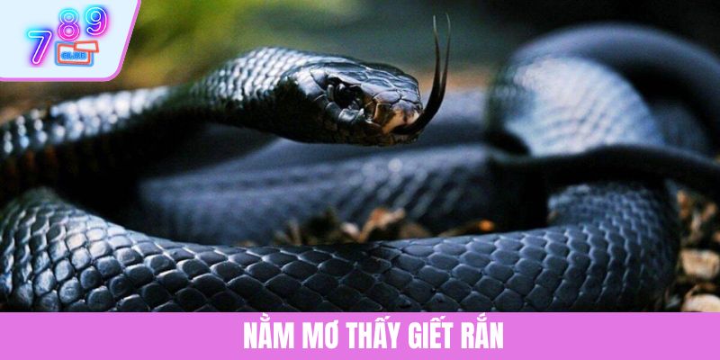 Nằm Mơ Thấy Giết Rắn – Giải Mã Điềm Báo Từ Tiềm Thức Sâu Xa